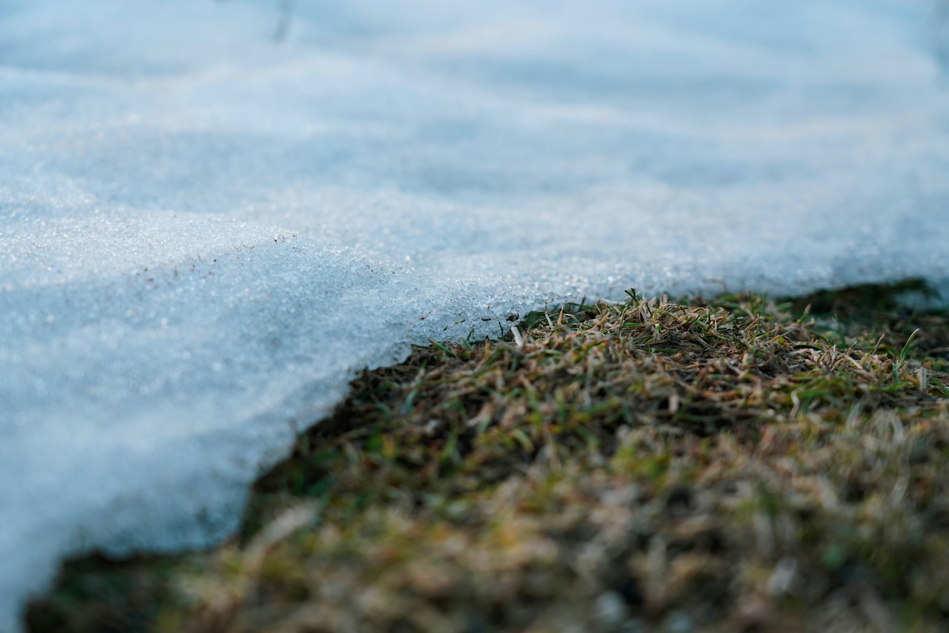 lawn in winter