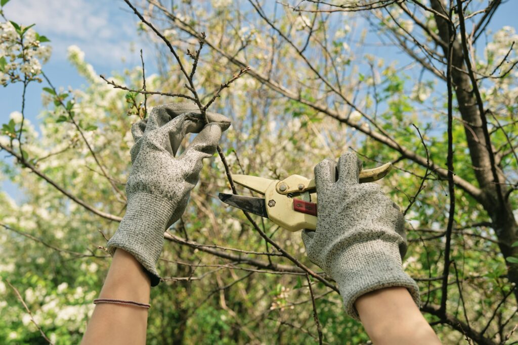 Spring Pruning