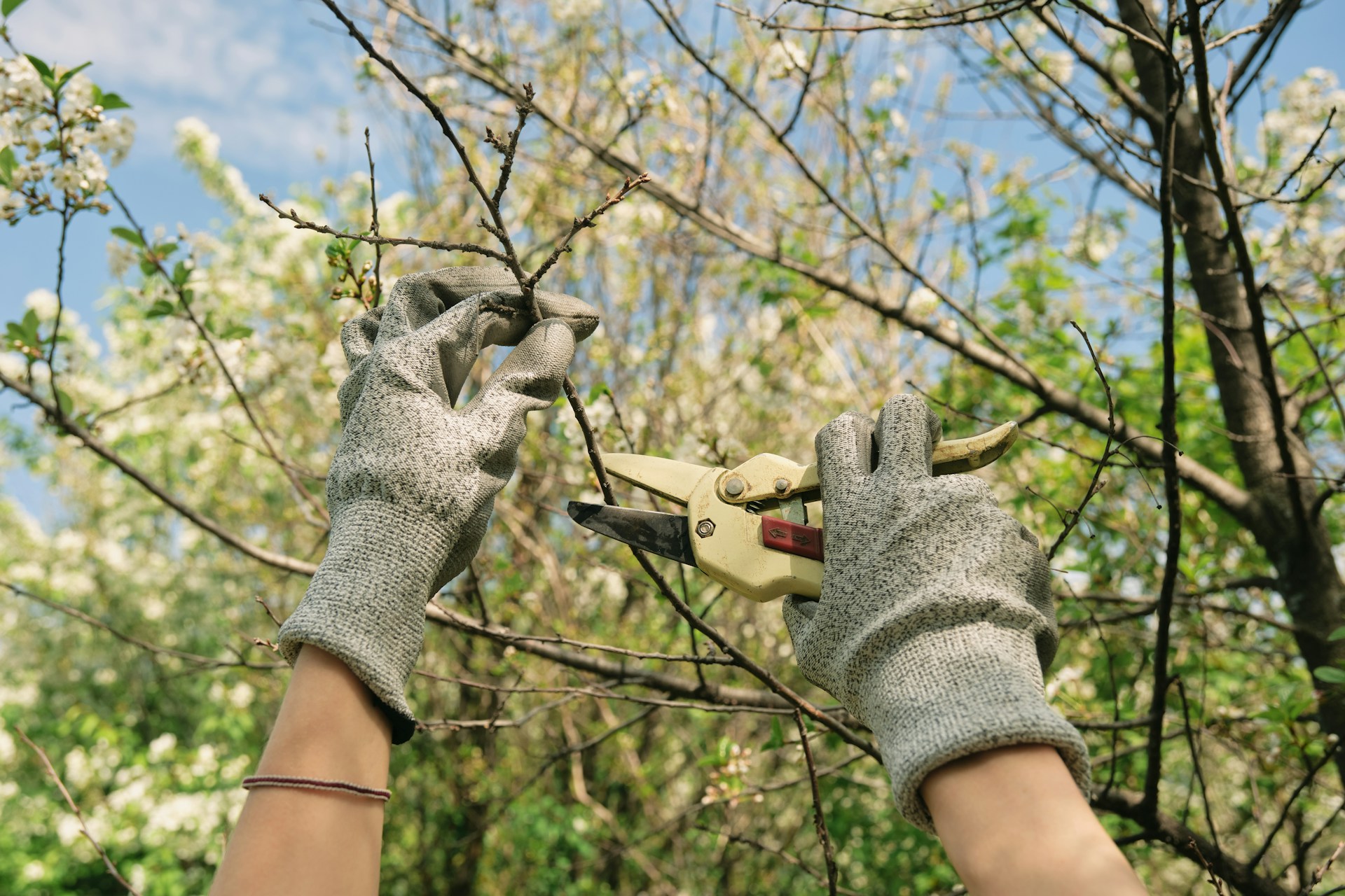 Spring Pruning