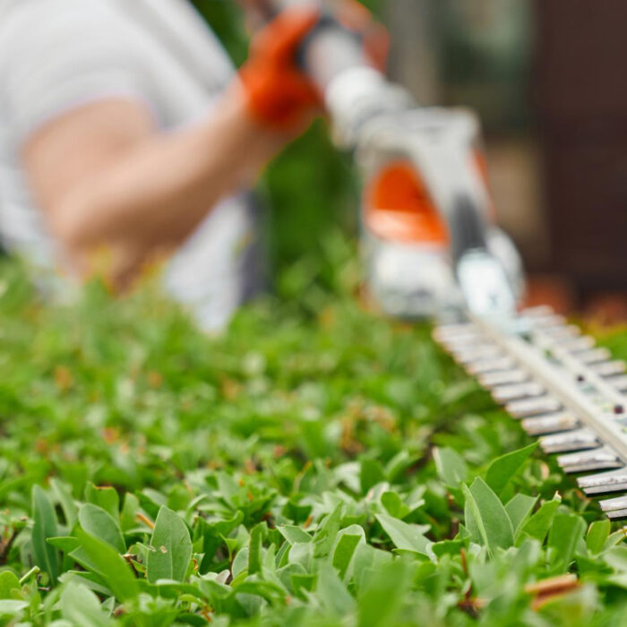hedge trimming